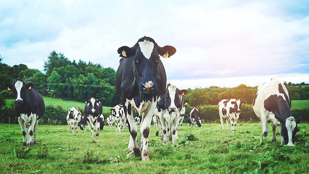 Troupeau de vaches broutant dans un champ d’une ferme laitière