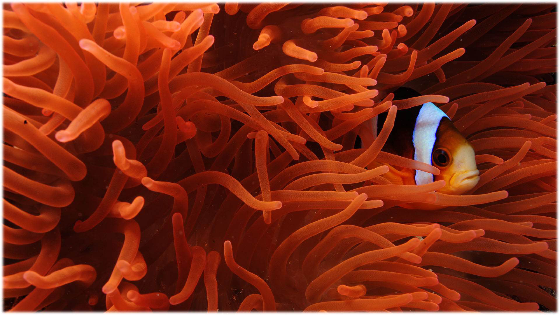 Ein Clownfisch zwischen den mit Nesselfäden besetzten Tentakeln einer Seeanemone