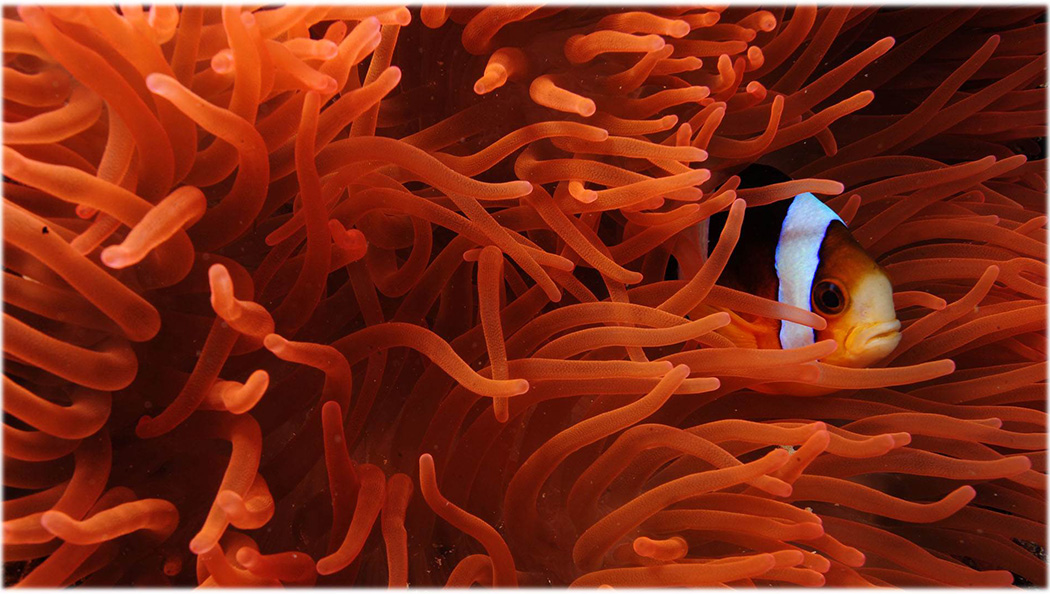 A clownfish among the stinging tentacles of an anemone.