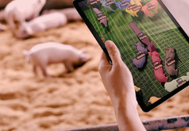 Varios cerdos que hurgan buscando comida en su corral. En el primer plano, una mano sostiene una tableta que muestra siluetas del ganado con diferentes colores y con etiquetas fijas a cada animal representado en la pantalla